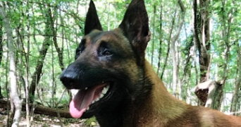 marion pet sitter à ST GERAUD DE CORPS 24700_3
