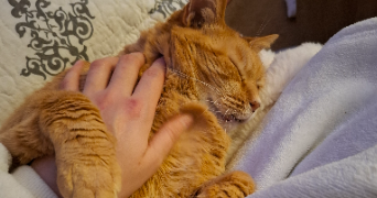 lucie pet sitter à saintes 17100_6