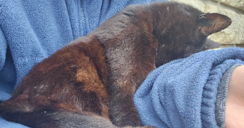 emeline pet sitter à ORSAY 91400_3