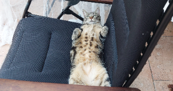 sabrina pet sitter à TOULOUSE 31500_3