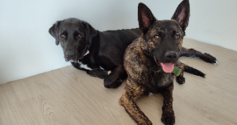 laura pet sitter à LA CIOTAT 13600_3