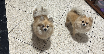 adam dog sitter à PARIS 17 75017_3