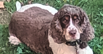 michel dog sitter à LYON 04 69004_5