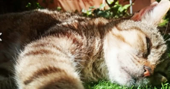 juliette  pet sitter à Les Gets 74260_4