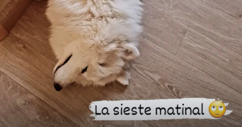lise dog sitter à MONTPELLIER 34000_2