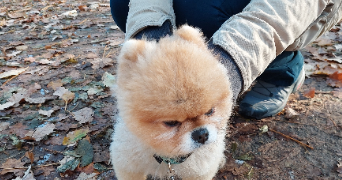 amandine pet sitter à VAUCRESSON 92420_2
