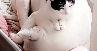 vanesa pet sitter à SEIGNELAY 89250_4