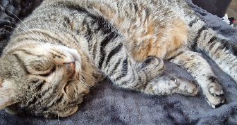 lydie pet sitter à AUDRUICQ 62370_2