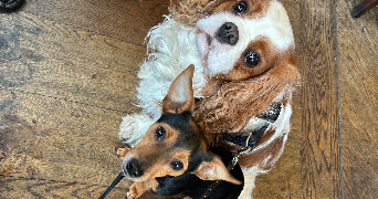 alison pet sitter à Mareil le Guyon 78490_3