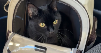 emilie pet sitter à ST CYR SUR MER 83270_2
