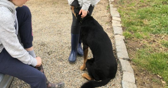 niewiarowski frère pet sitter à LA CHAPELLE SUR ERDRE 44240_2