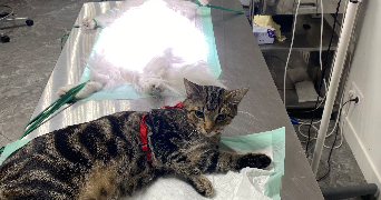clara pet sitter à VERSAILLES 78000_7