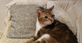 marwa pet sitter à LA CIOTAT 13600_3