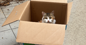 coraline pet sitter à LAVAL 53000_1