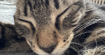 maxime pet sitter à THIONVILLE 57100_3