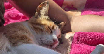 damaris pet sitter à SESSENHEIM 67770_9