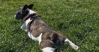 constance pet sitter à MONTREUIL 93100_7