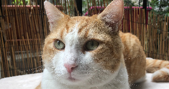 kenza pet sitter à PARIS 15 75015_6