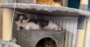 louane pet sitter à MACHECOUL ST MEME 44270_6