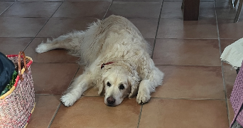 emma pet sitter à TOUTENS 31460_4