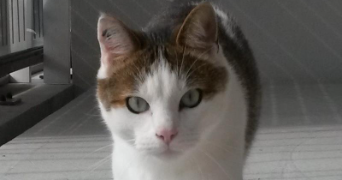 sébastien pet sitter à MONTAUBAN 82000_2