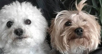 elido pet sitter à PAIZAY LE SEC 86300_1