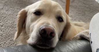 ema pet sitter à ST OUEN L AUMONE 95310_1