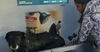 sandy dog sitter à CLERMONT FERRAND 63000_1