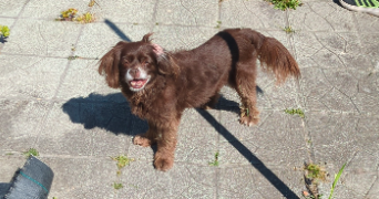 gwendoline pet sitter à COUDEKERQUE BRANCHE 59210_7