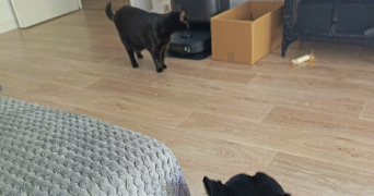 laura pet sitter à DOUAI 59500_3