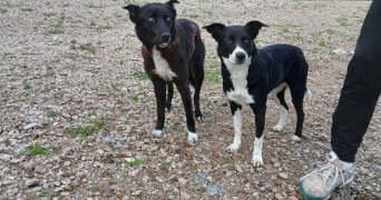 bryan pet sitter à VICHY 03200_0