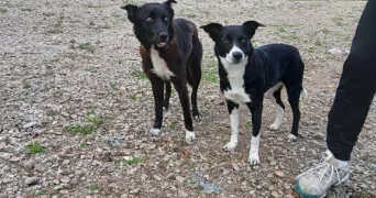 bryan pet sitter à VICHY 03200