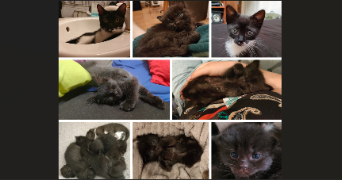 celia pet sitter à FONTENAY LE FLEURY 78330_3