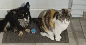 sonia pet sitter à GUICHEN 35580