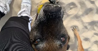 typhaine pet sitter à LANDIVISIAU 29400