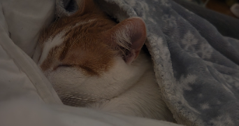 tamara pet sitter à UCCLE 1180_1