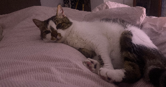clara pet sitter à BORDEAUX 33000_2