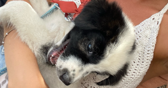 kim pet sitter à PARIS 03 75003_3