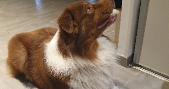 catherine pet sitter à ST BERTHEVIN 53940_0