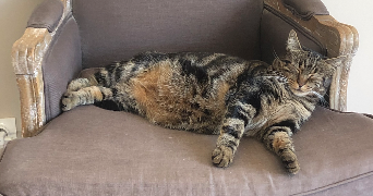baptiste pet sitter à PARIS 07 75007_1