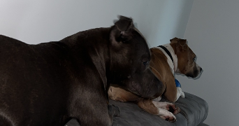 nicolas pet sitter à Mulhouse 68100_3