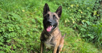 elsa pet sitter à VILLER 57340_4
