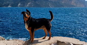 pauline pet sitter à PUY SANIERES 05200_3