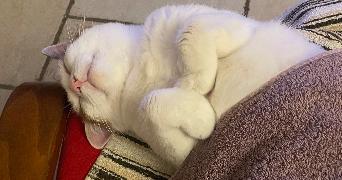 myriam pet sitter à INGLANGE 57970_6