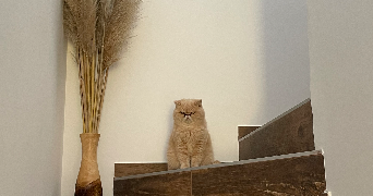 charlene pet sitter à PEYMEINADE 06530_4