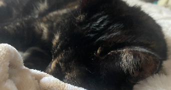 aurelie pet sitter à ST GENEST LERPT 42530_1