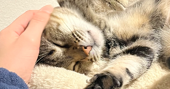 léonore pet sitter à BORDEAUX 33800_1