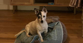 lola pet sitter à CHOISY LE ROI 94600_1