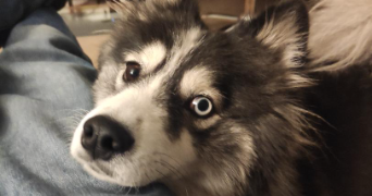 colin dog sitter à ST MARTIN D HERES 38400_2