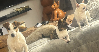 fanny pet sitter à ORGEVAL 78630_7